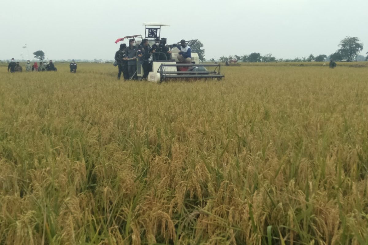 Panen raya padi musim rendeng di Purwakarta meningkat signifikan