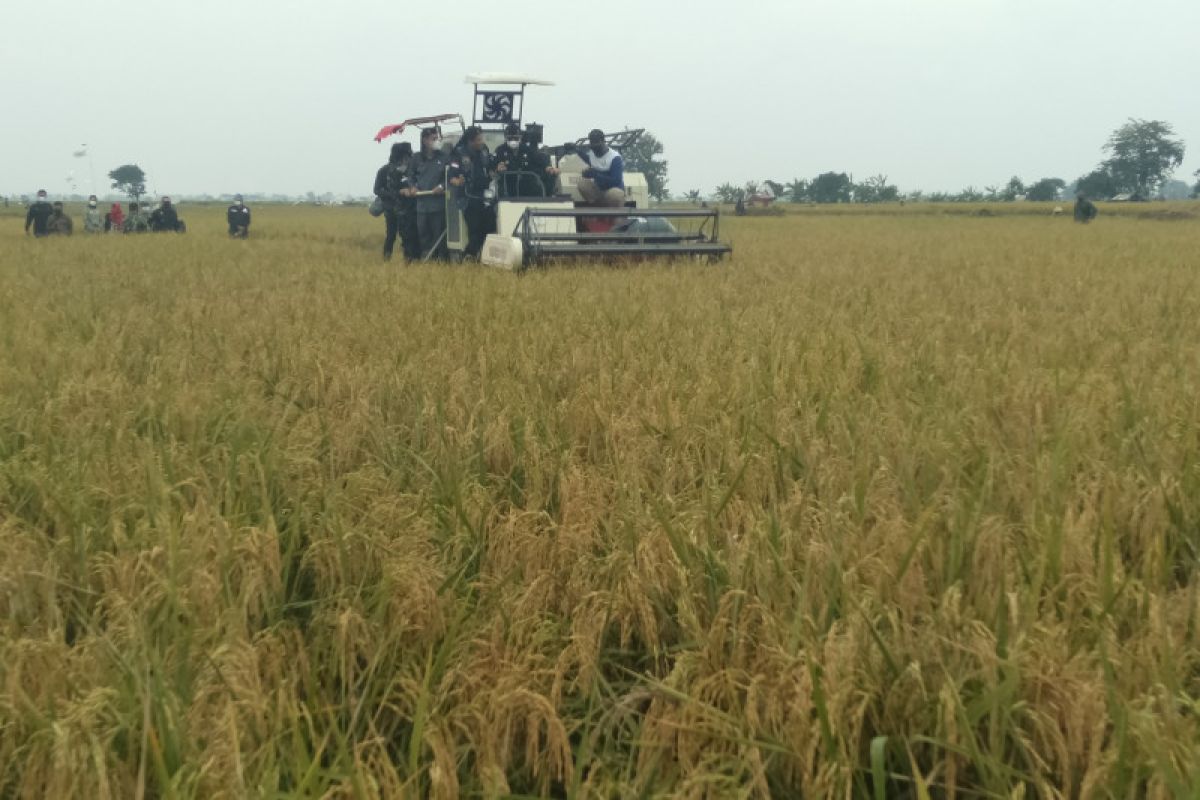 Panen raya padi musim rendeng di Purwakarta tahun ini meningkat signifikan