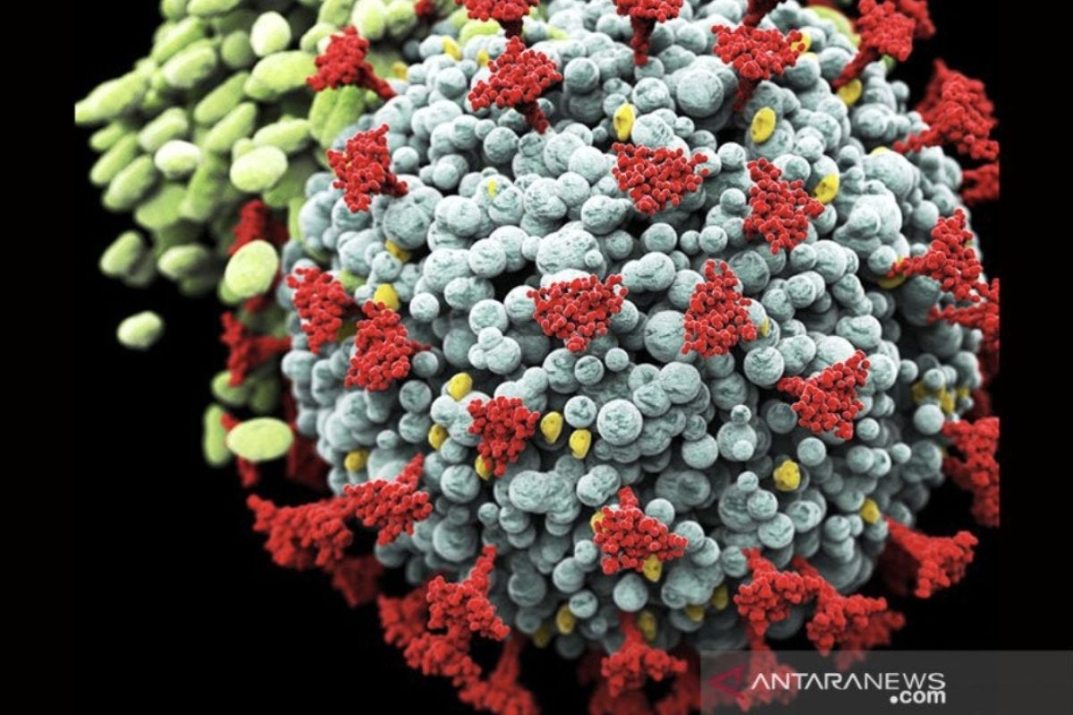 Virus corona Arcturus muncul di Rusia