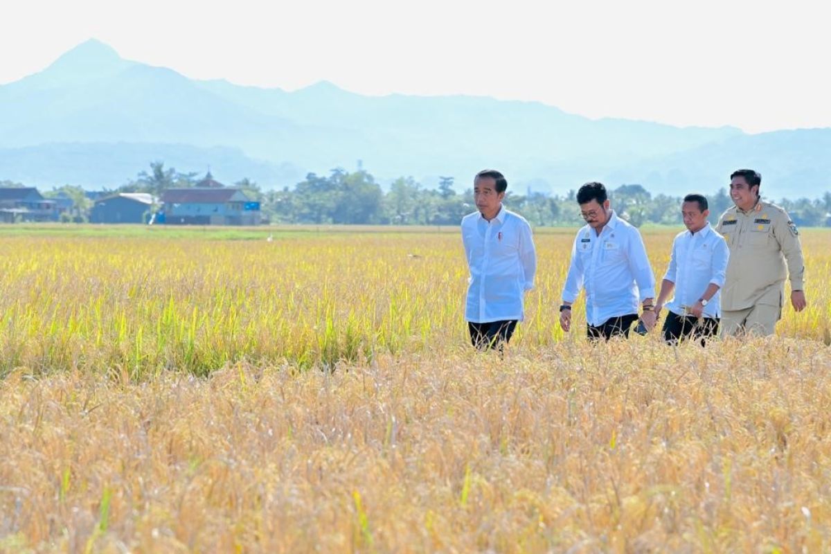 Presiden Jokowi berharap surplus panen raya di Maros bisa dibawa ke daerah lain