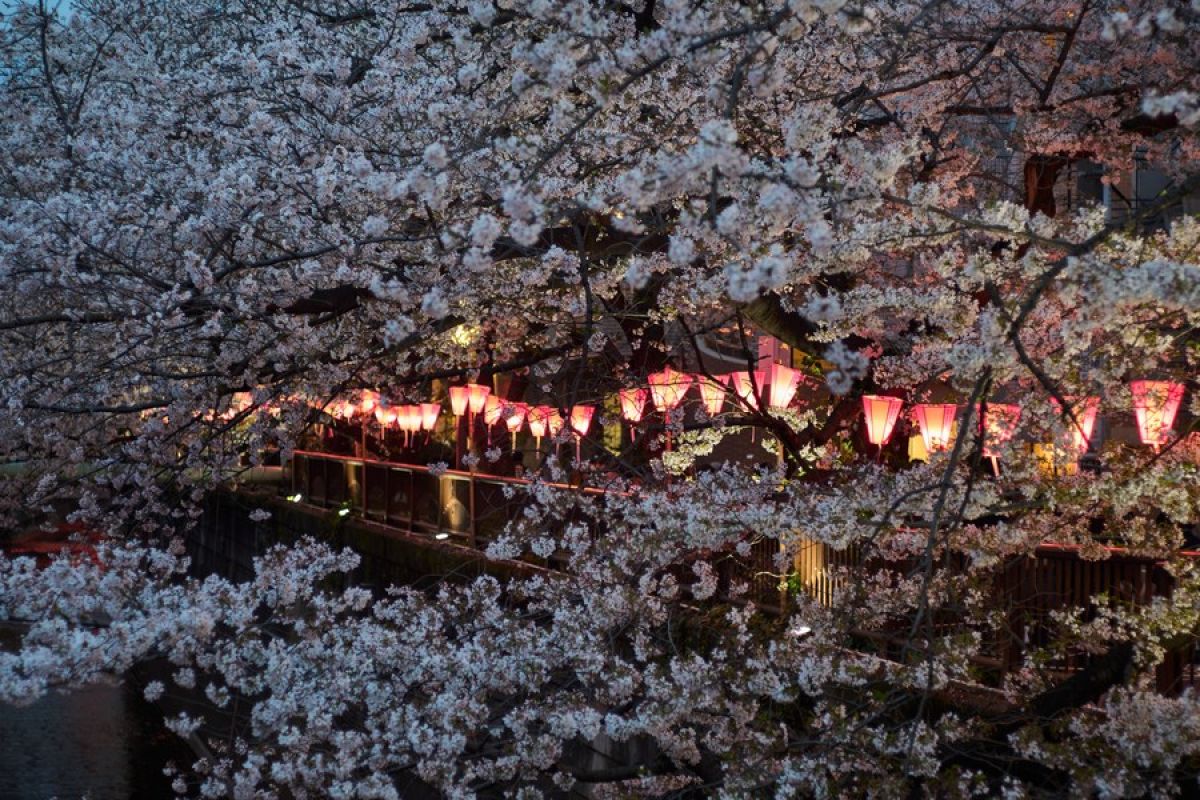 Album Asia: Menikmati keindahan bunga sakura bersama lampion di Jepang