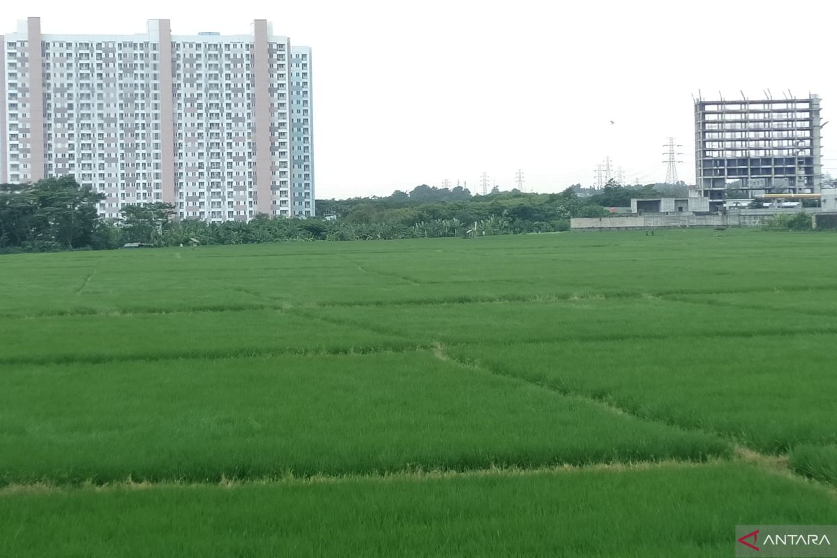 Pemkab Purwakarta pertahankan areal sawah dari alih fungsi lahan