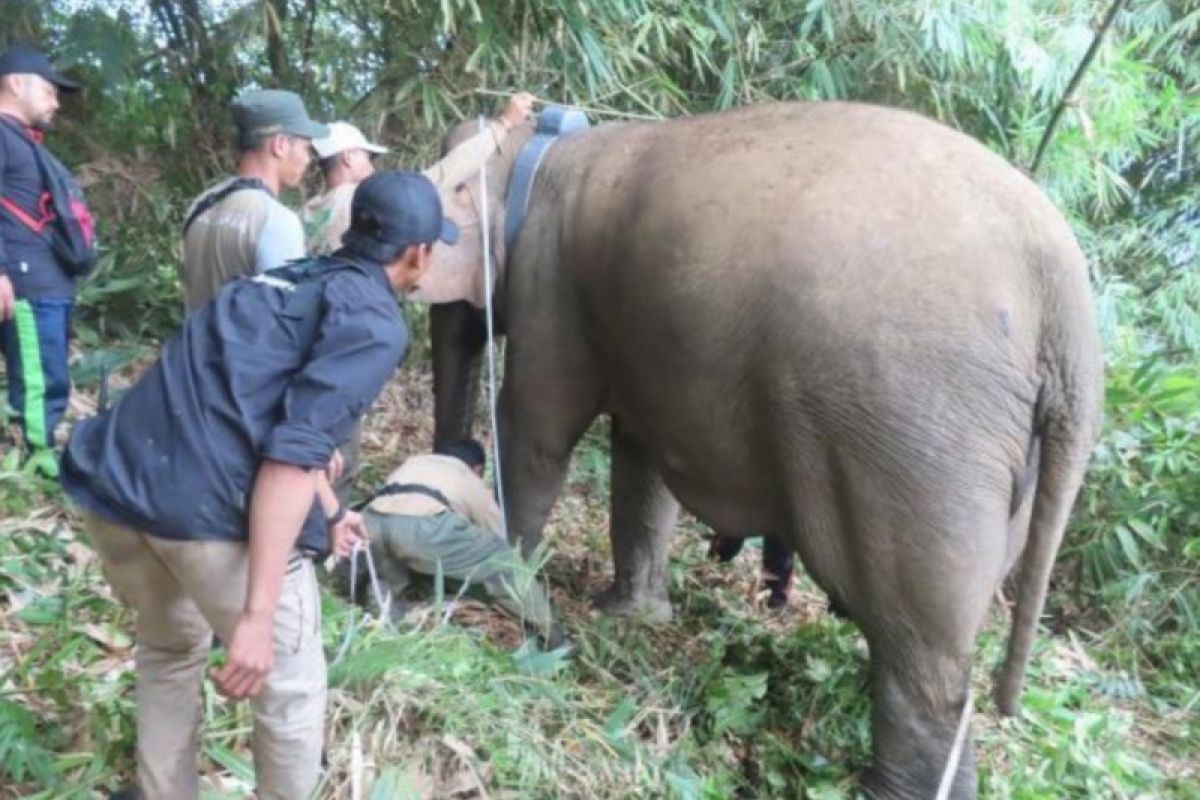 GPS Collar untuk gajah liar di Lampung Barat telah terpasang