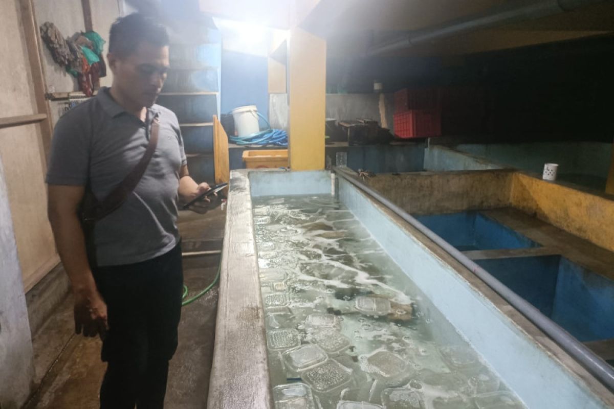 Polres Jember gagalkan penyelundupan ribuan baby lobster ke Singapura