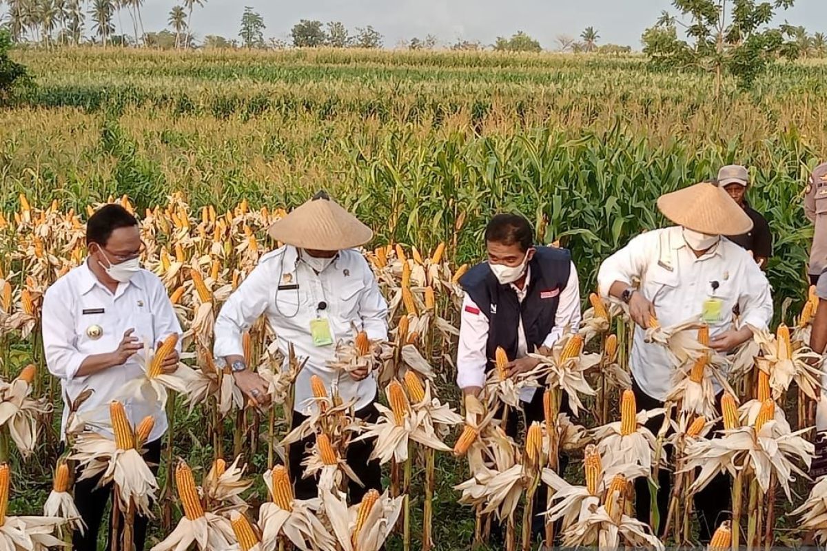 NTT kembangkan 40.000 hektare tanaman jagung