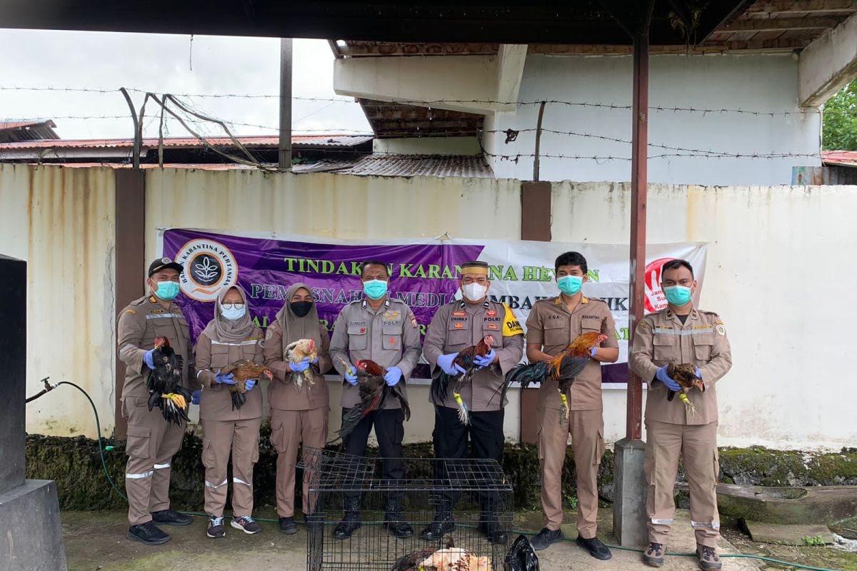 Balai Karantina Pertanian Ternate musnahkan unggas rentan flu  burung