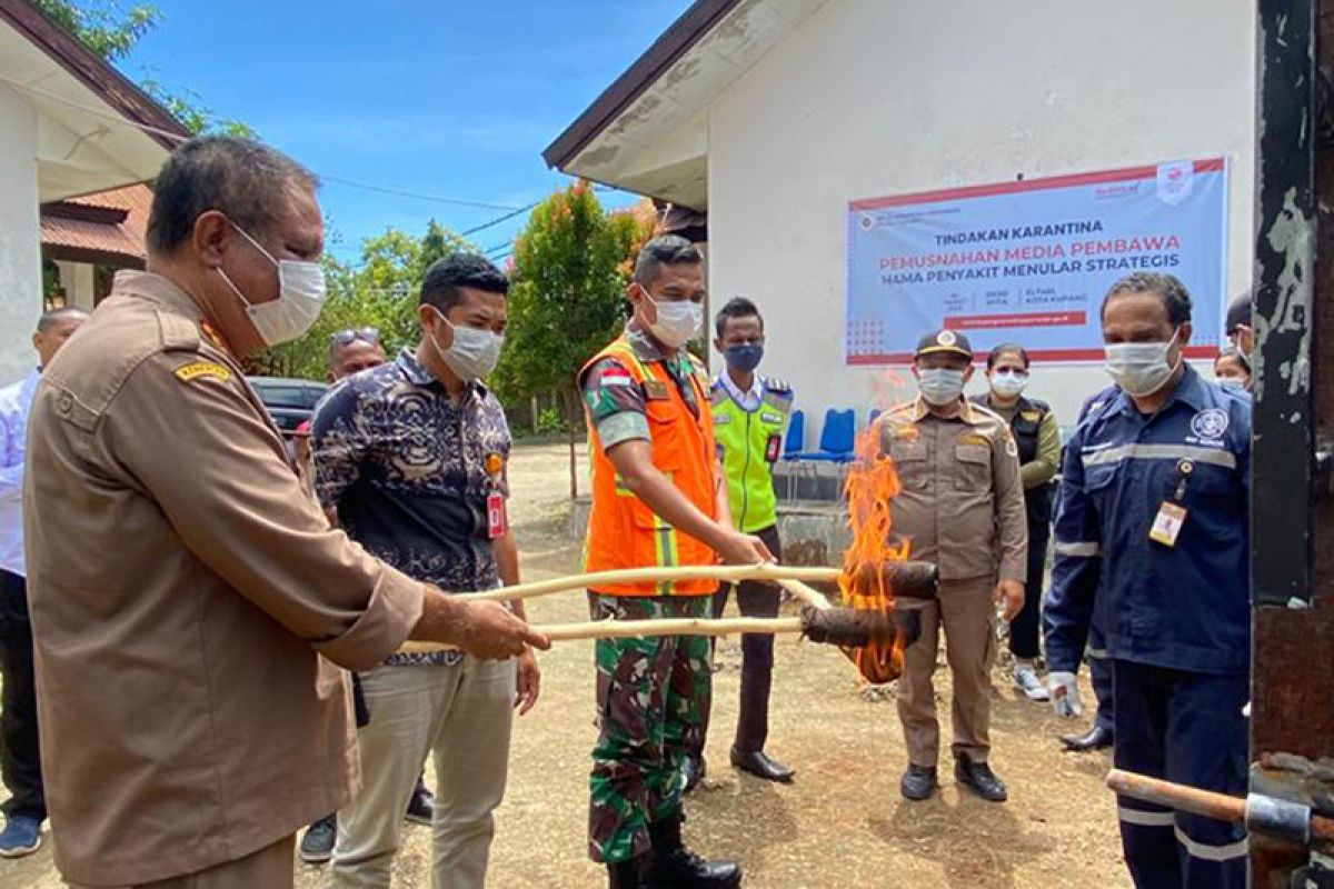 Karantina Kupang musnahkan 15 kilogram daging kambing tanpa dokumen