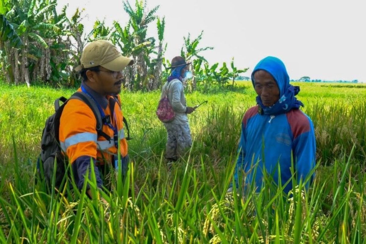 Wilmar Padi Indonesia targetkan kemitraan dengan petani capai 10 ribu ha