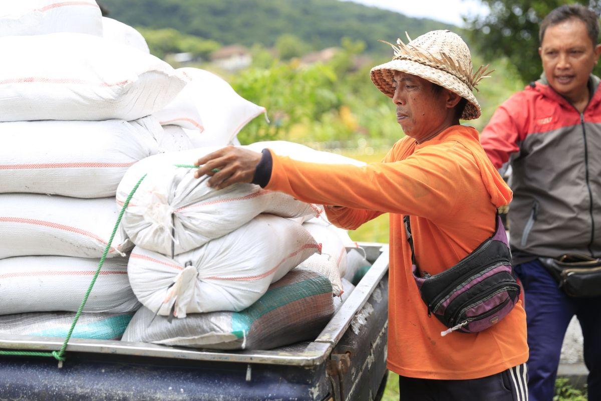 Klungkung Bali salurkan 2.3 ton pupuk kompos pertanian organik