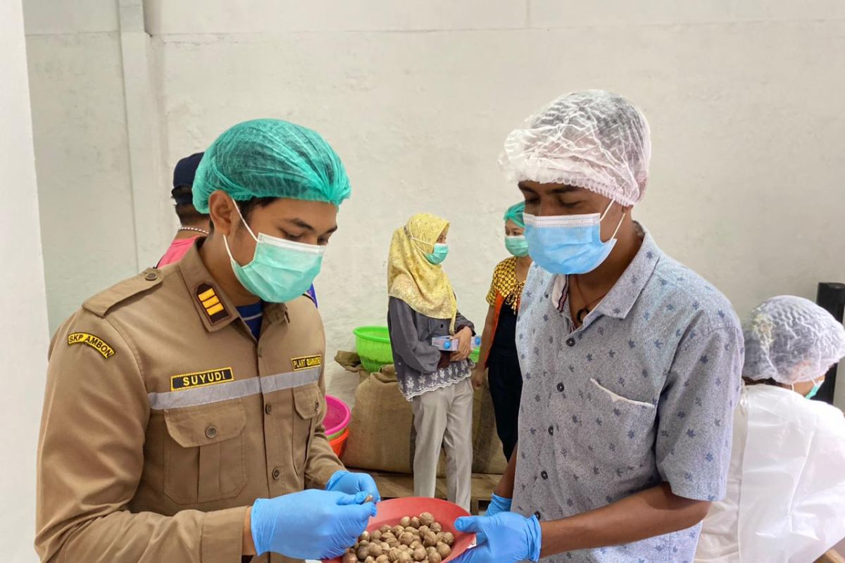 Barantan temukan kandungan aflatoksin pala Indonesia melebihi batas