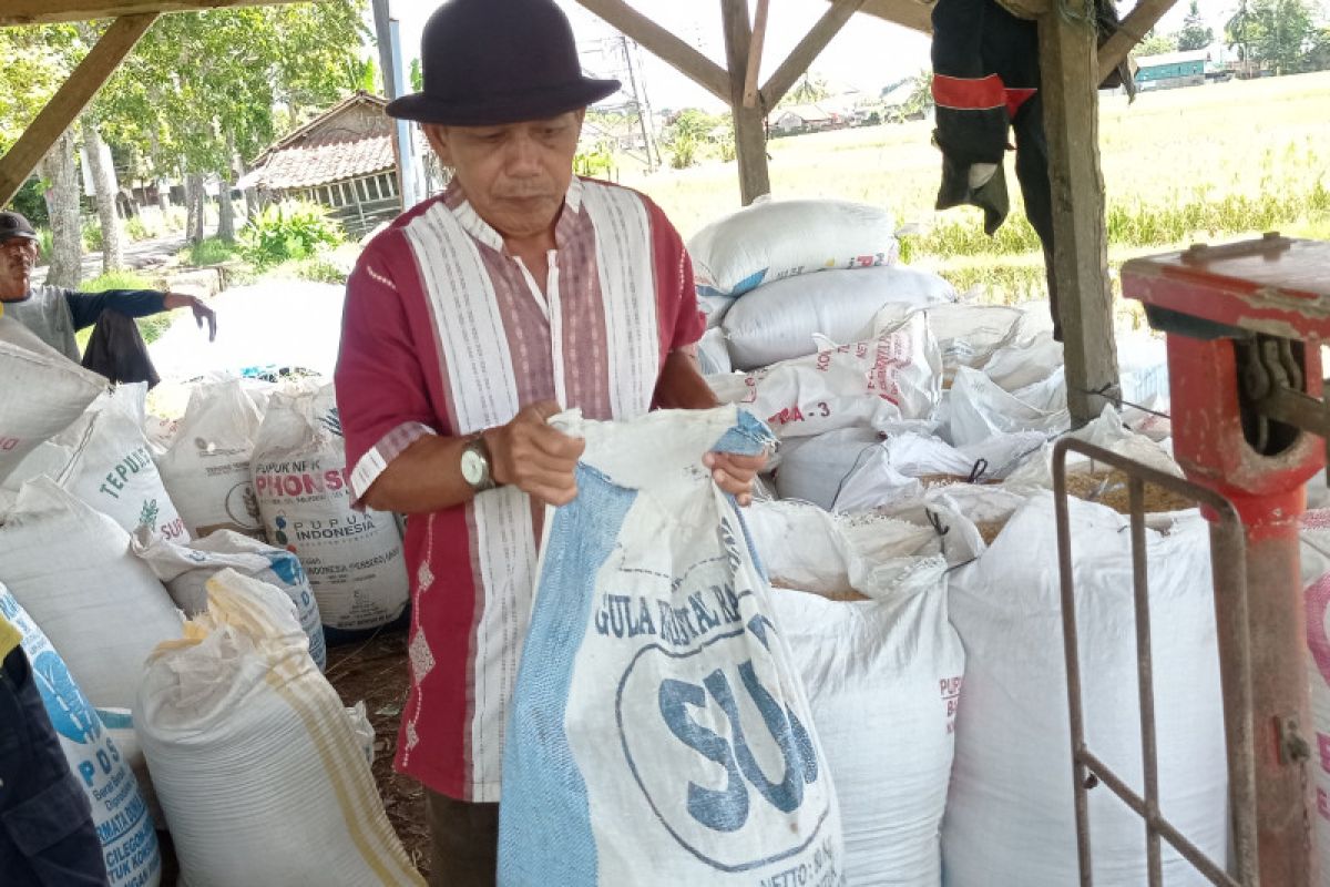 Petani Lebak raup untung usai ditetapkan HPP baru GKP Rp5.000/kg