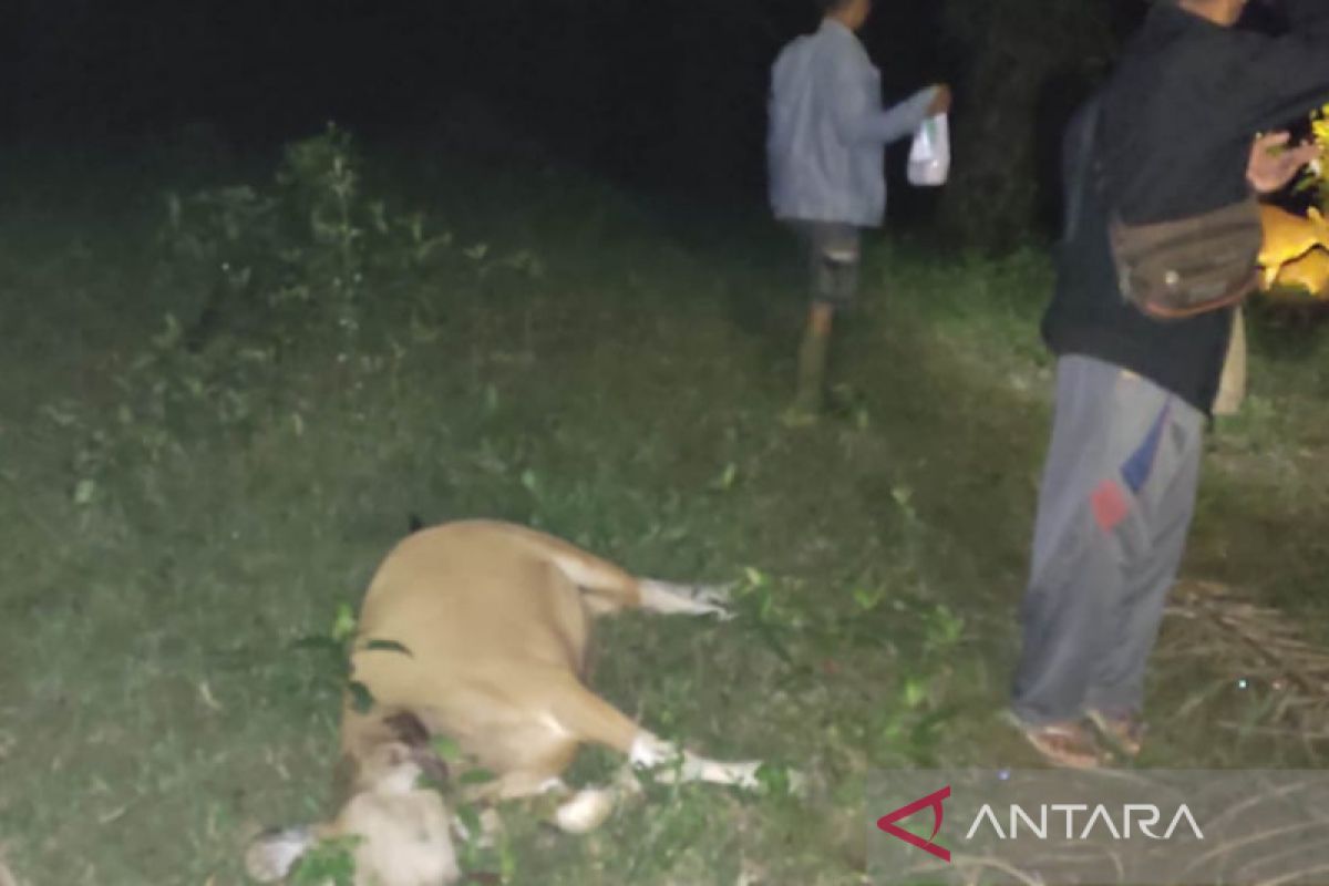 Sebanyak 12 ekor sapi di Mukomuko Bengkulu mati dimangsa harimau