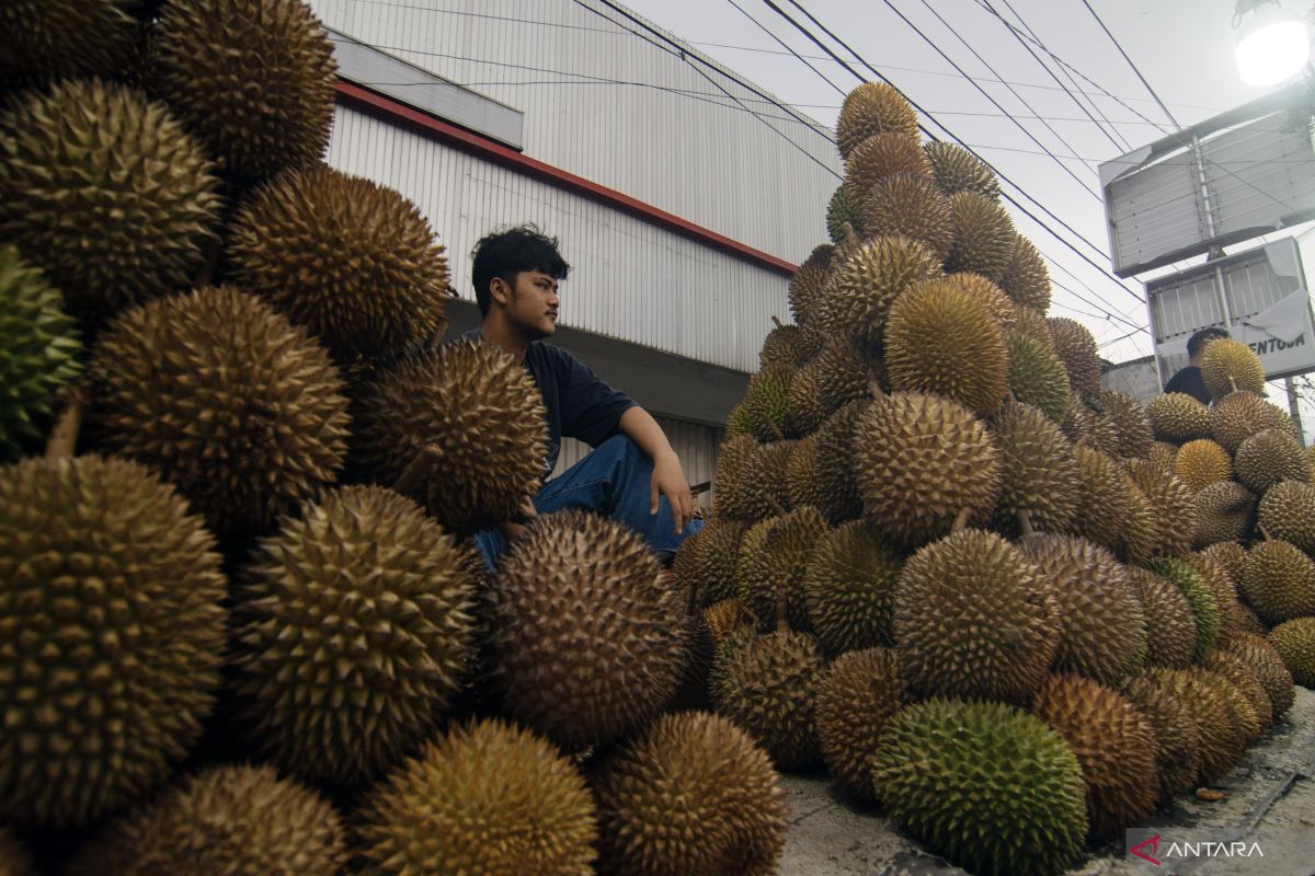 Telaah -  Luasnya peluang ekspor durian Indonesia