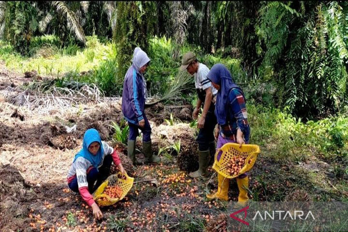 Anggota koperasi TBS  pertanyakan SHU tak dicairkan