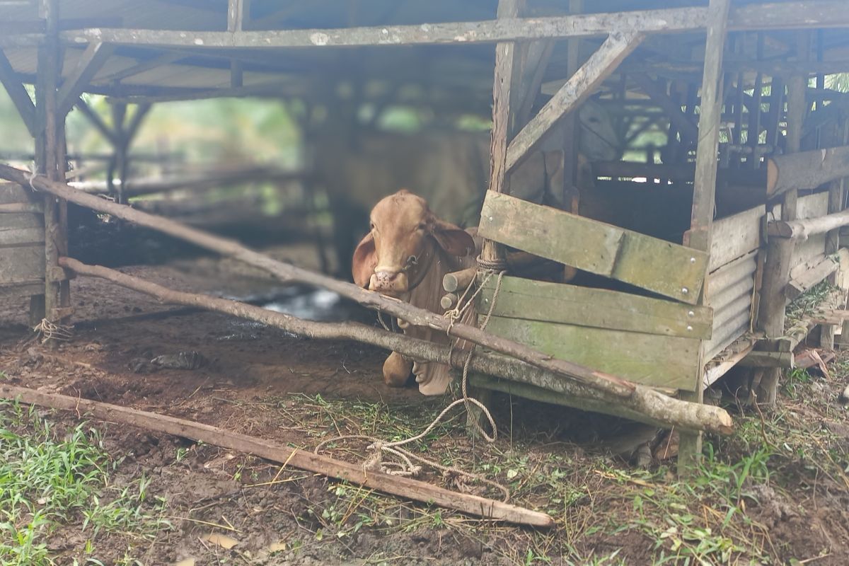 Pemkab Bangka Tengah siapkan 400 sapi untuk kebutuhan lebaran