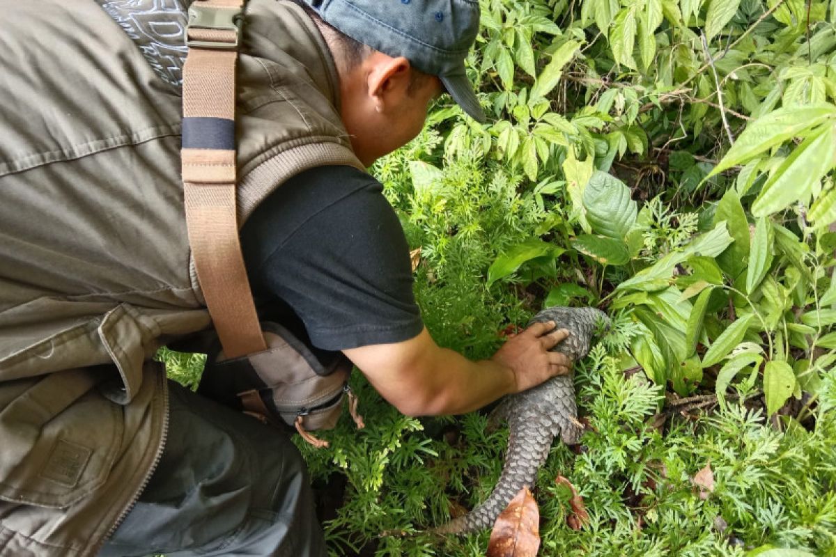 BKSDA Sumbar lepasliarkan trenggiling di hutan konservasi Agam (Video)