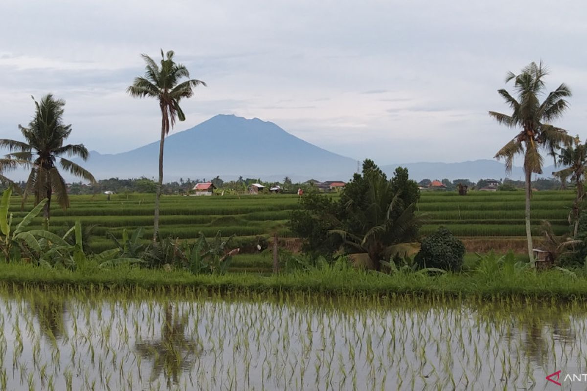 BPS: Produksi beras di Bali meningkat 9,97 persen pada 2022