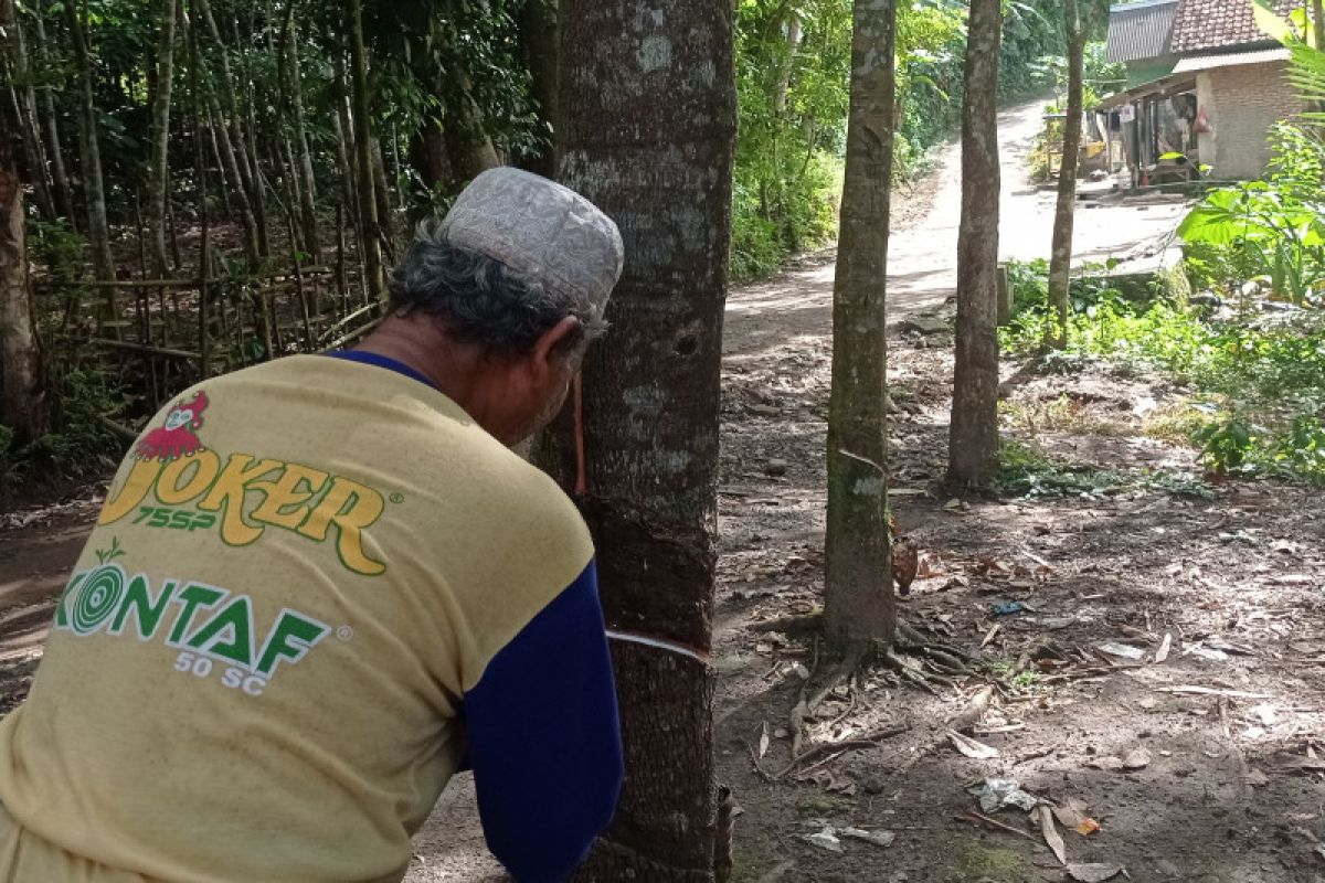 Petani karet kembali bergairah setelah harga melonjak