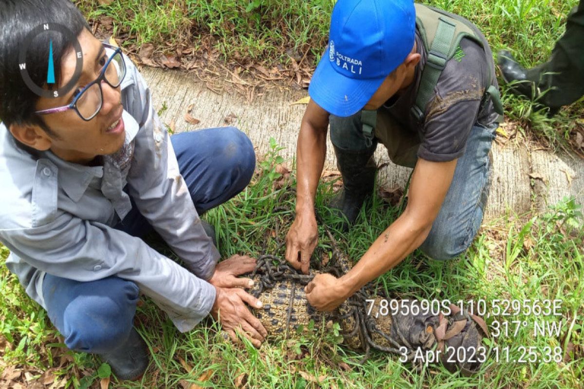 BKSDA Yogyakarta tangkap kembali satwa buaya muara di Sungai Oya