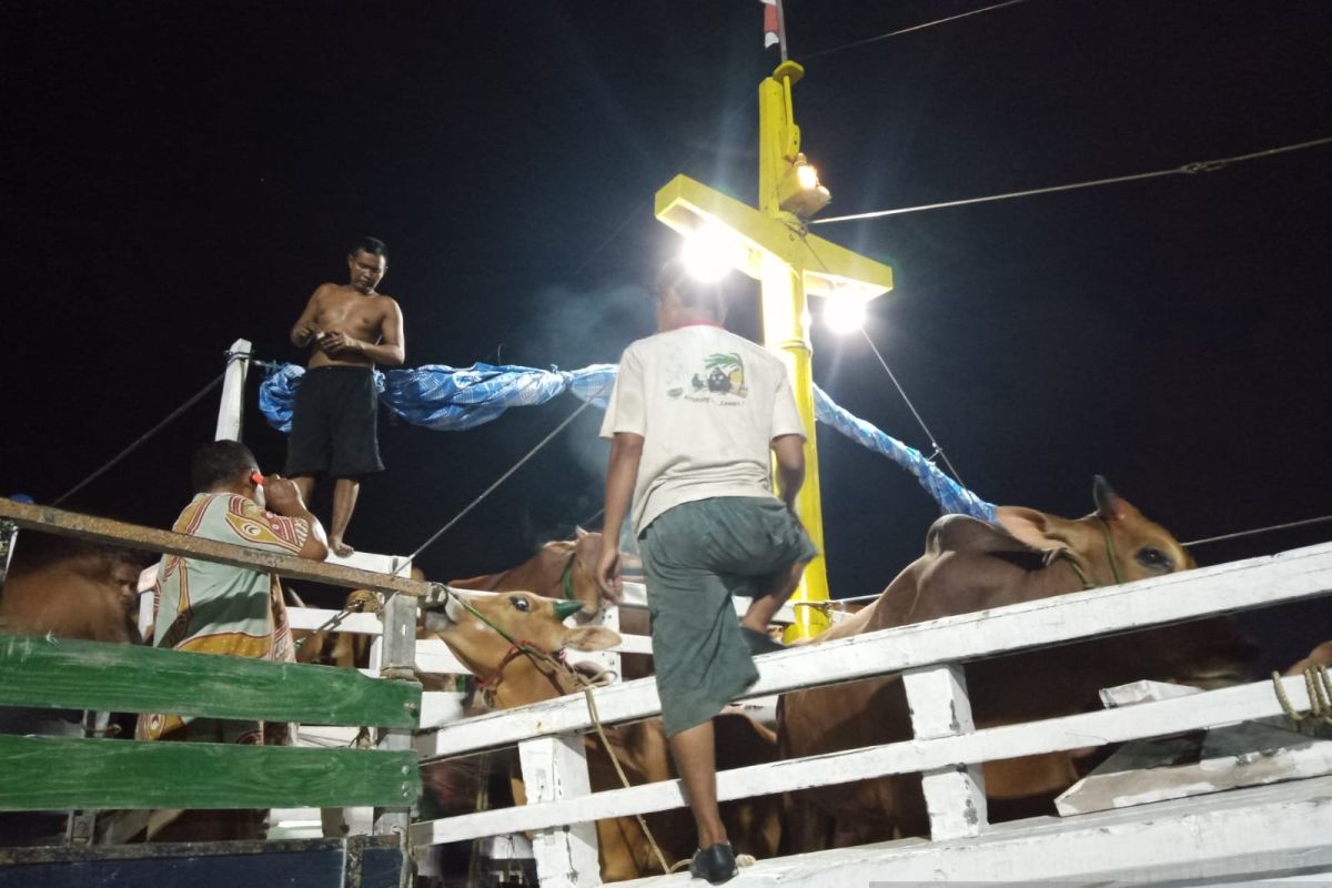 Belitung datangkan sapi dari luar untuk penuhi kebutuhan Idul Fitri