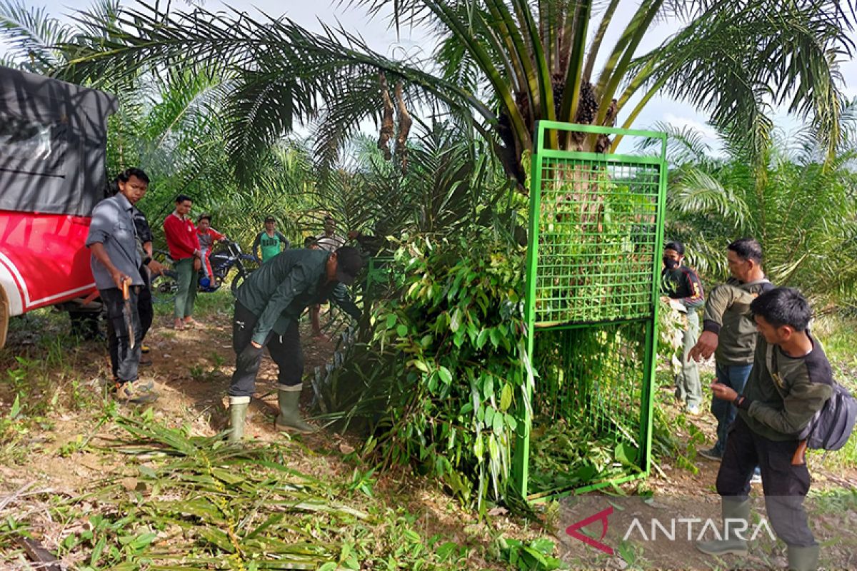 BKSDA pasang perangkap harimau pemangsa sapi di Mukomuko