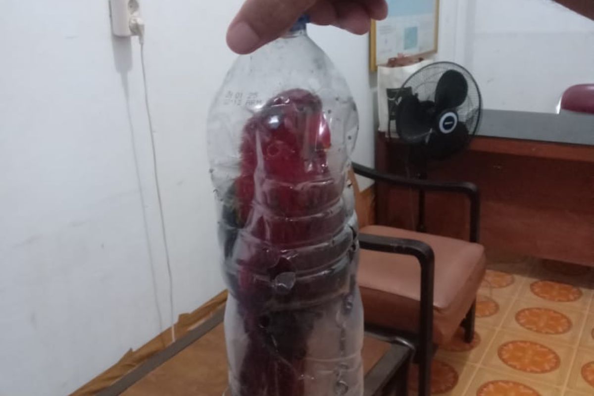 BKSDA Maluku amankan satu ekor nuri Ternate dalam  botol air