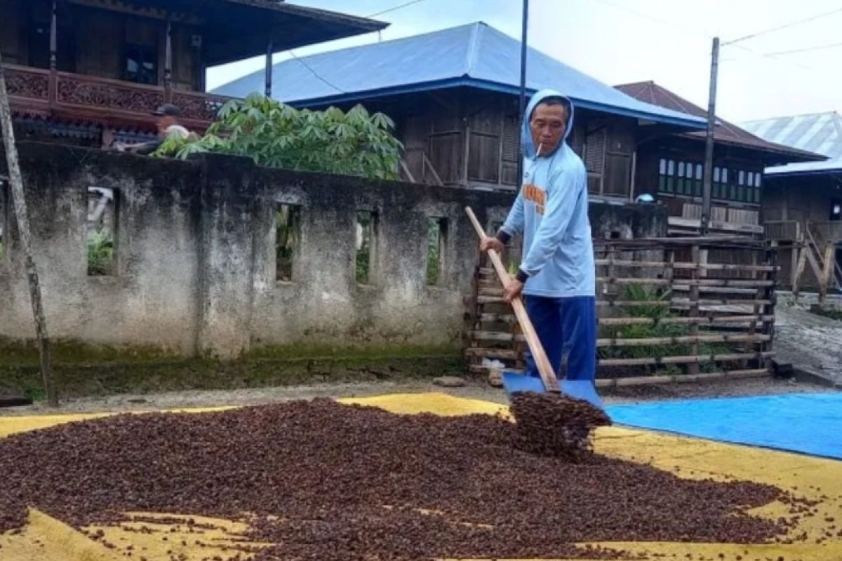 Kopi robusta menjadi komoditas unggulan di Tanggamus Lampung