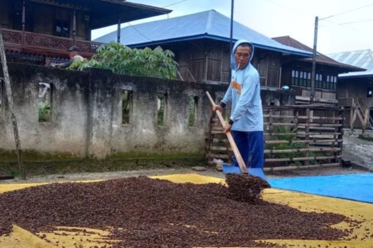 Kabupaten Tanggamus Lampung andalkan kopi robusta sebagai unggulan
