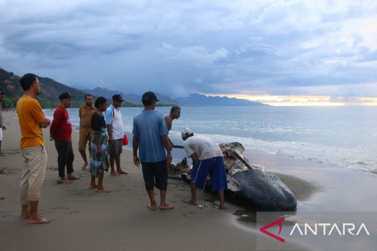Sisa bangkai paus sperma yang terdampar di NTT