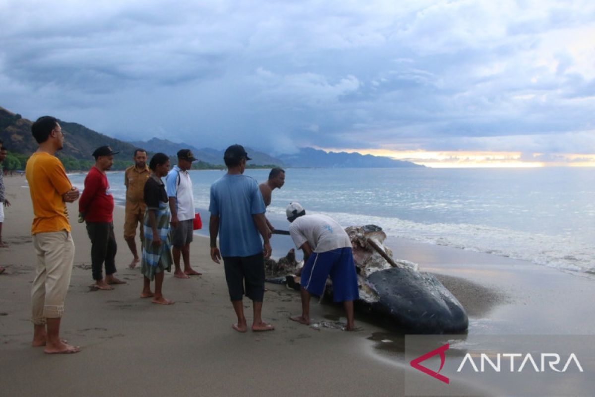 BKKPN: 10 ekor Paus terdampar di wilayah NTT, dua mati