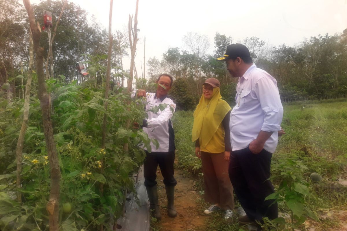 Pemkab Tabalong kembangkan 10 kampung hortikultura sebagai penyangga IKN