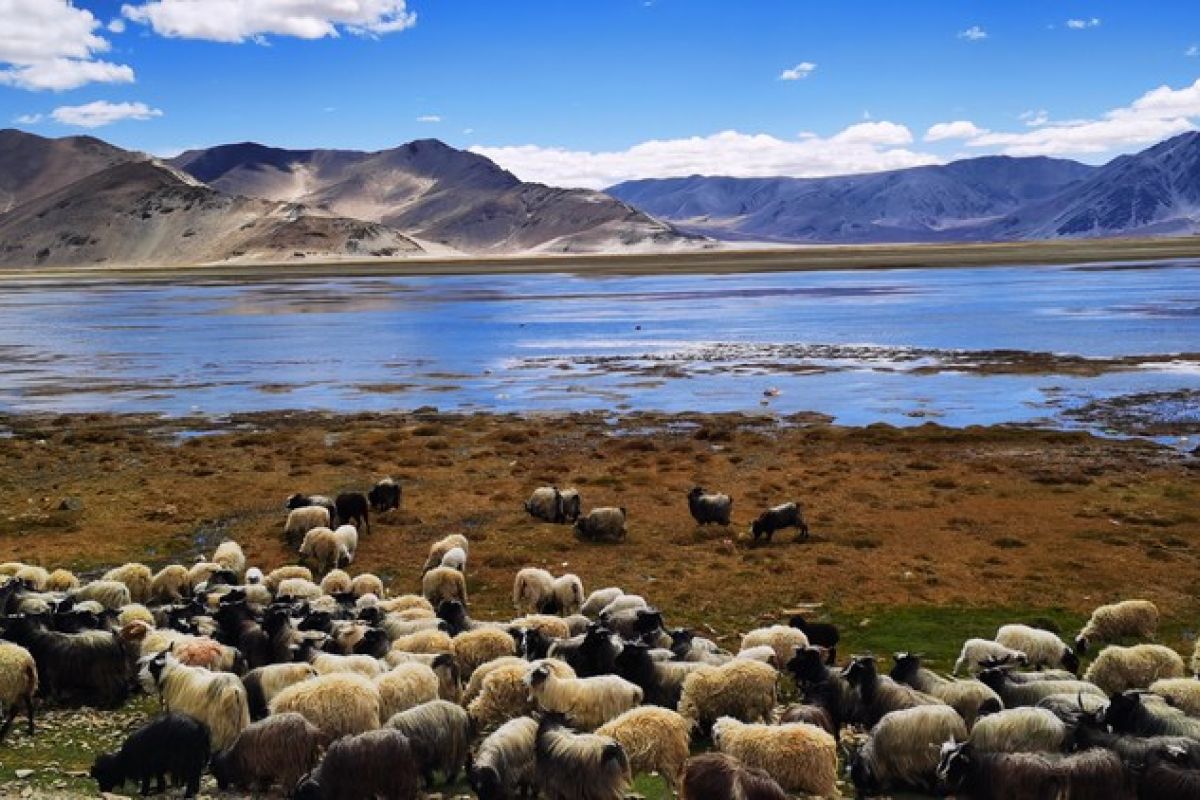 Studi ungkap mekanisme ekologis efek semak di Qinghai-Tibet