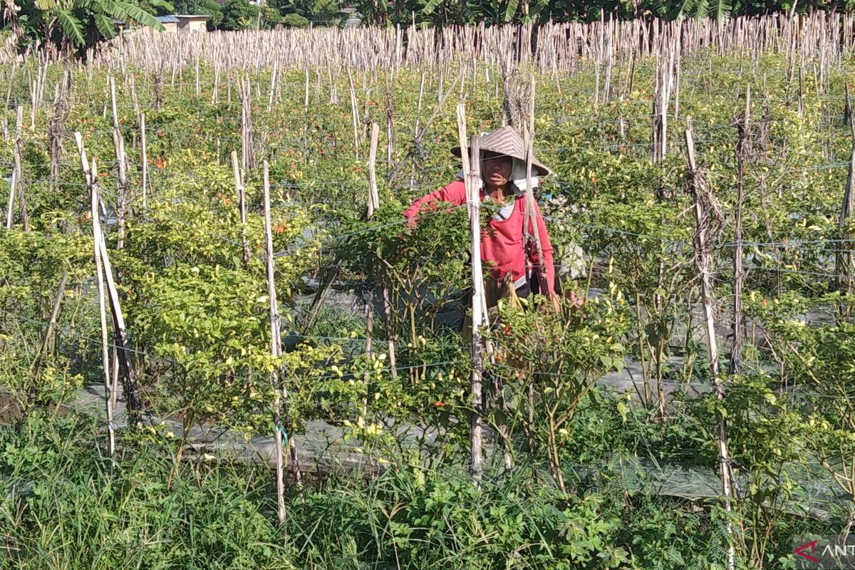 Pengamat minta Bali optimalkan kerja sama daerah cegah inflasi