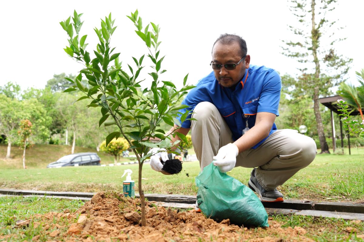 Pupuk Kaltim taman 1.000 pohon untuk jqaga ketersediaan air tanah