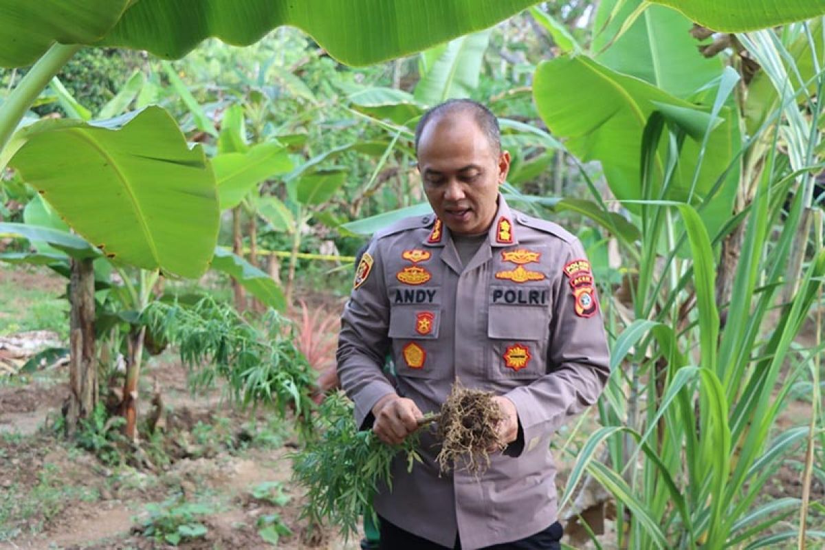 Polisi temukan kebun jagung disisip tanaman ganja di Aceh Timur, tumpang sari berbahaya