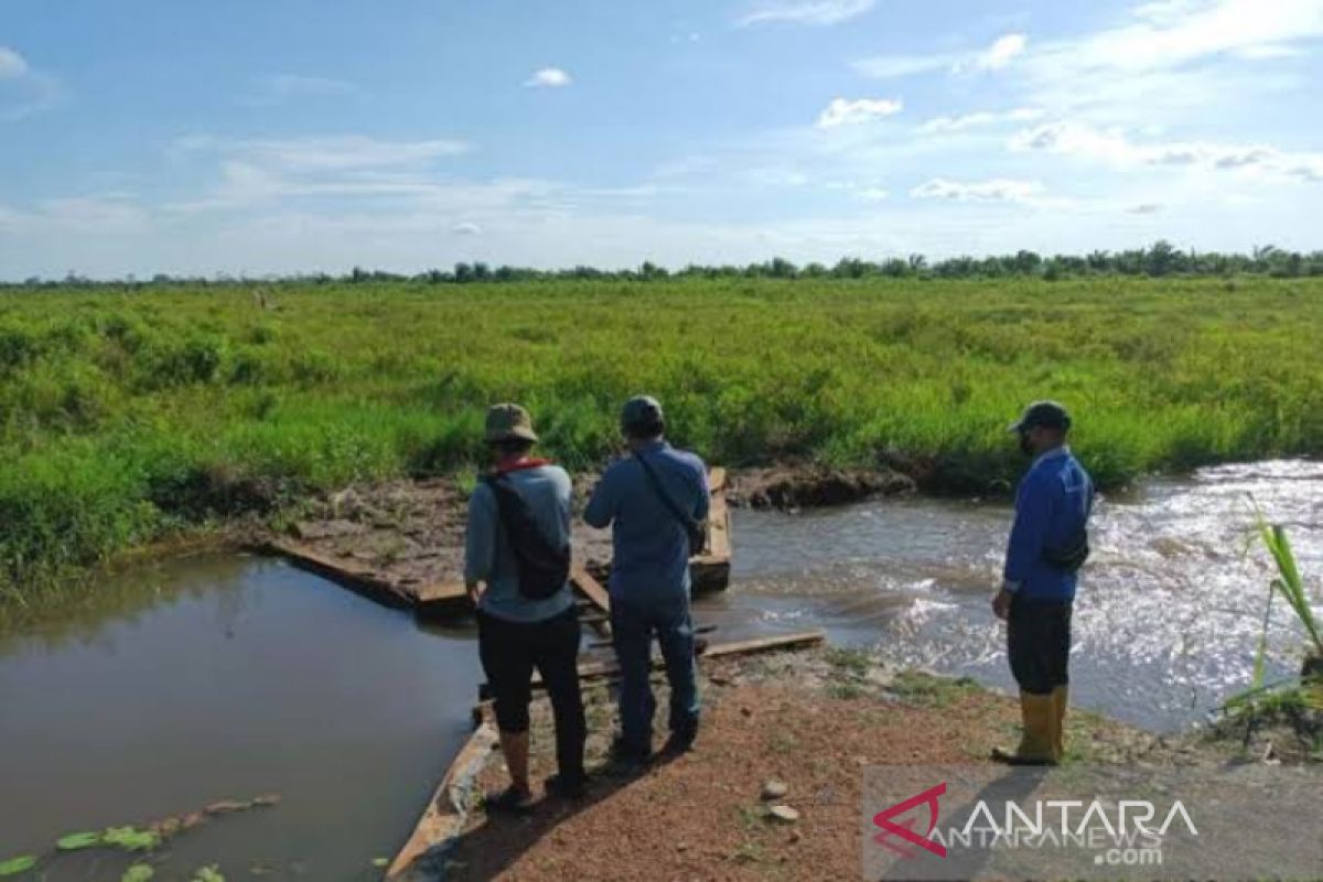414 hektare lahan sawah di Tabalong terendam banjir