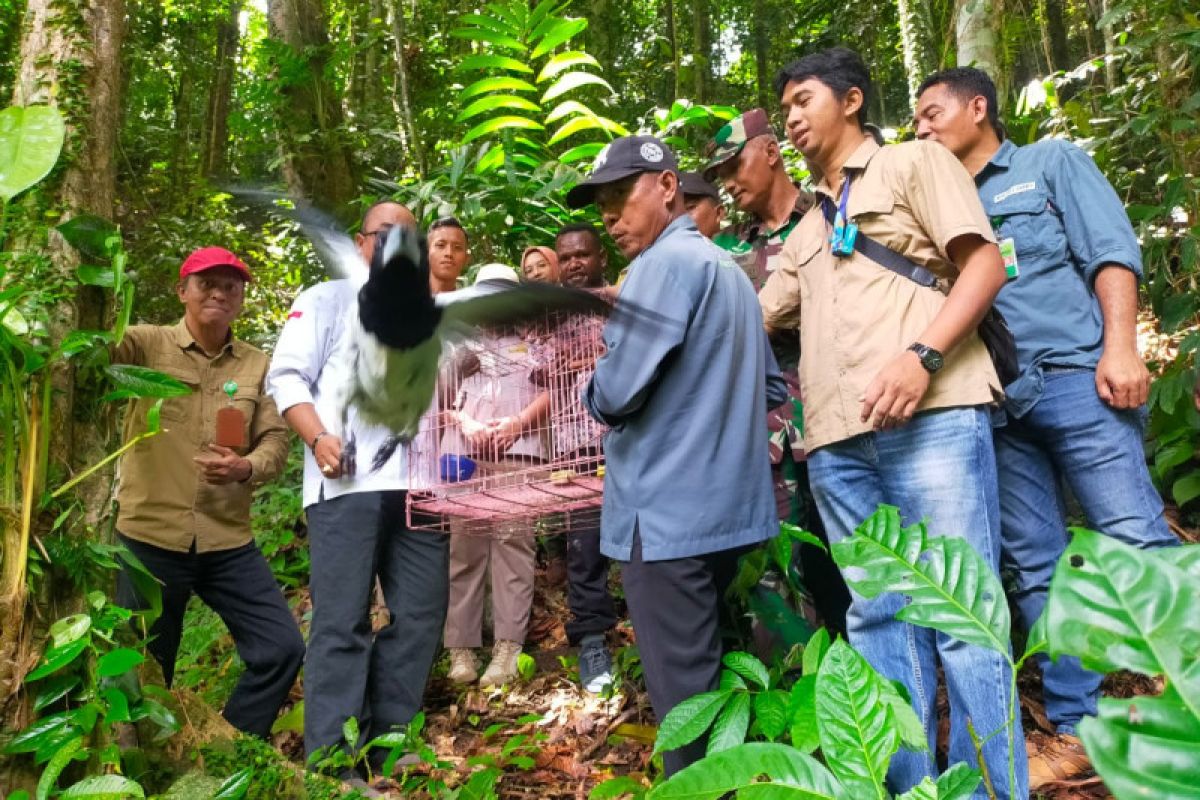 BBKSDA Papua melepasliarkan 24 satwa di Cagar Alam Wiay