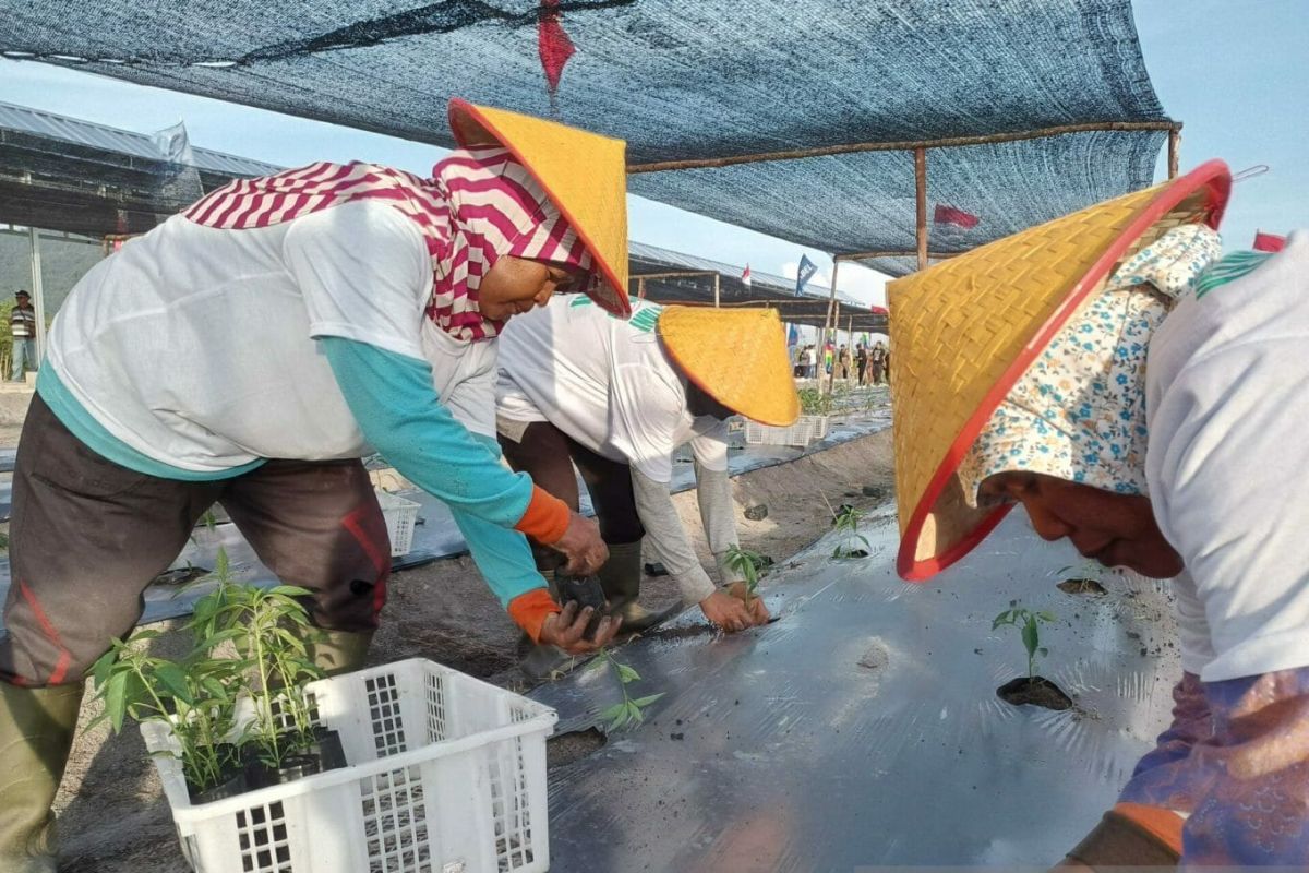 Dinas Pertanian Bangka Tengah ingatkan petani teliti memilih pupuk