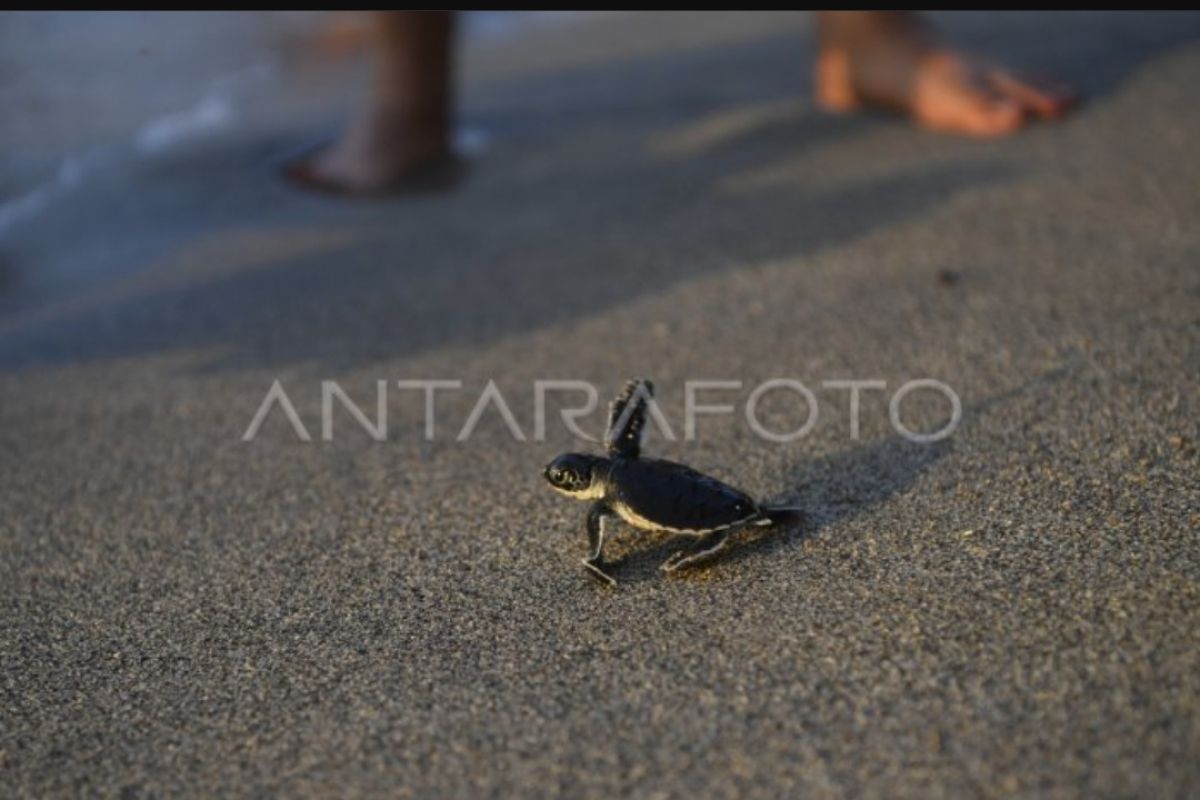 Natural factors, humans threaten sea turtle ecosystem: Ministry Dermawan