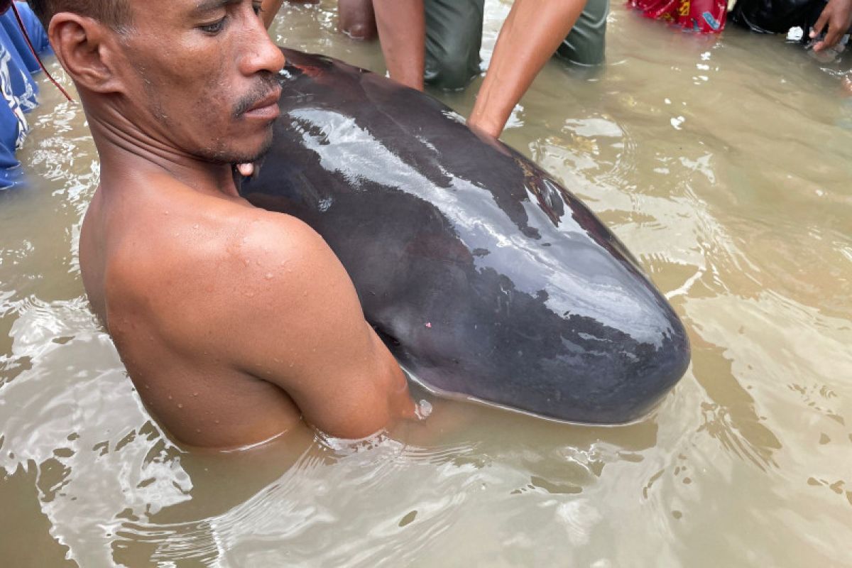 10 ekor paus terdampar di perairan NTT, dua mati