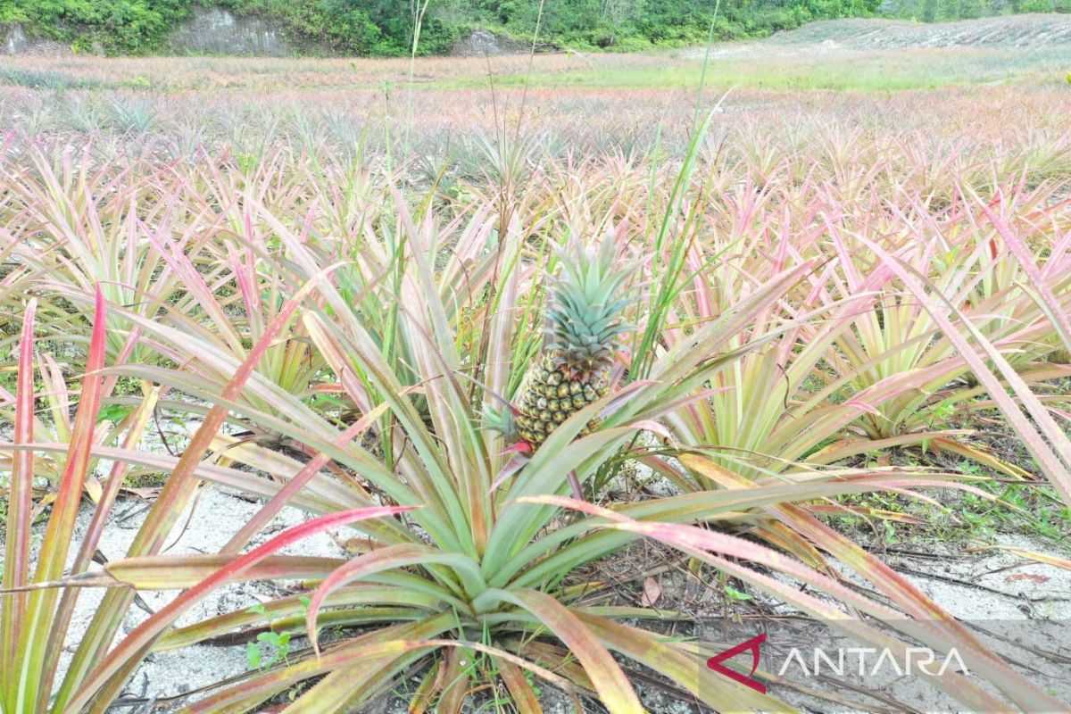 PT Timah - Poktan Belitung kembangkan nanas di bekas tambang
