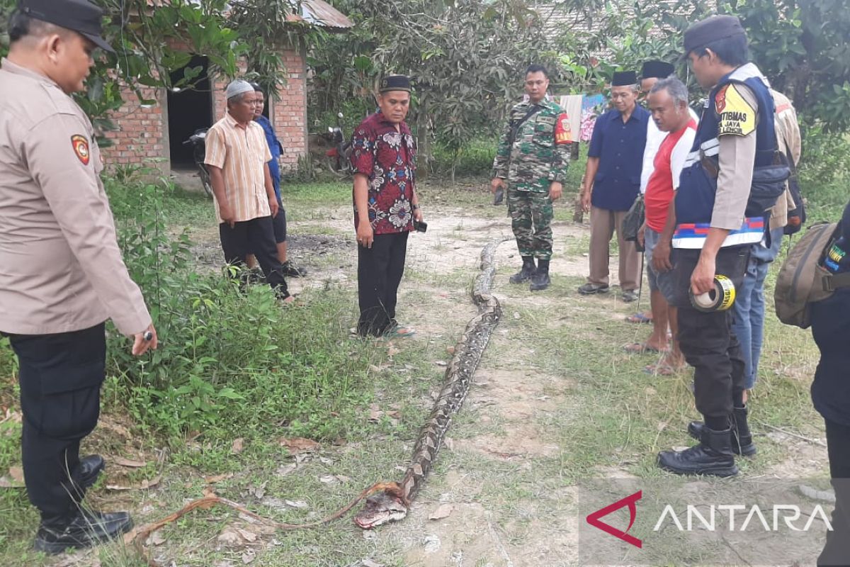 Seorang petani karet di Muba tewas dililit ular sanca