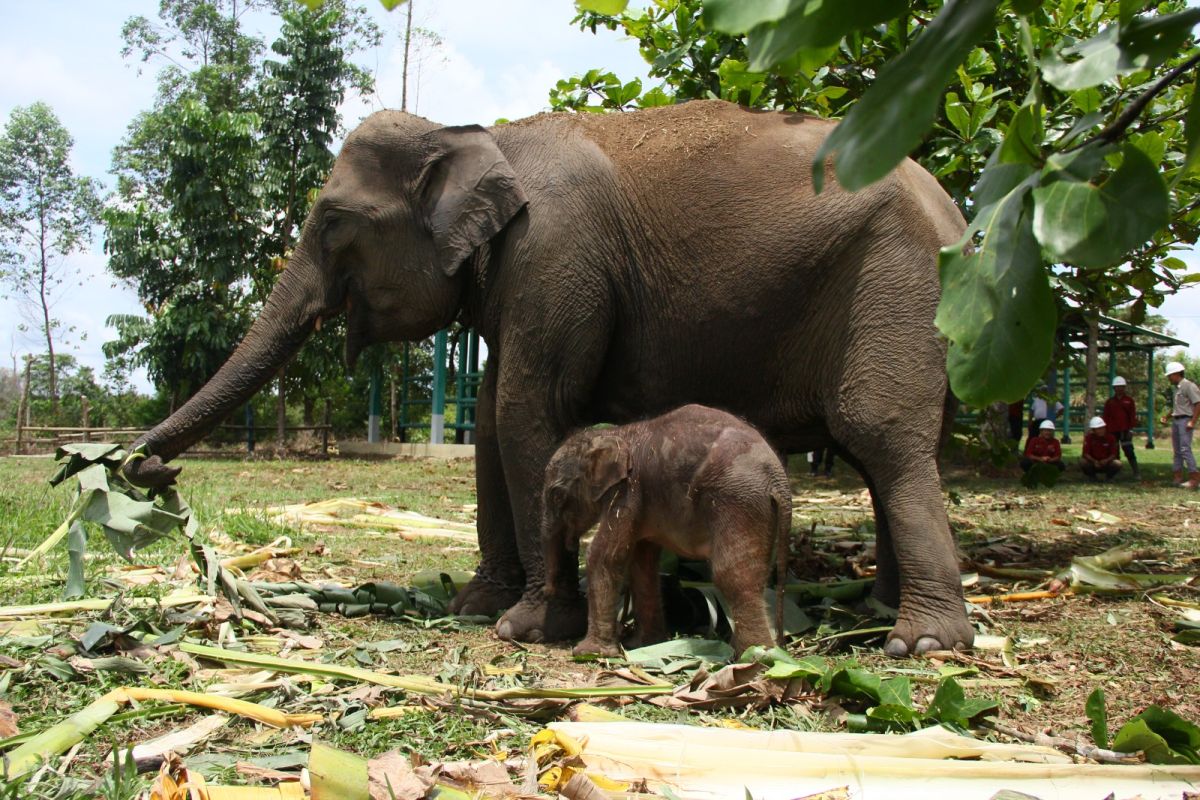Seekor bayi gajah sumatera lahir di Pelalawan Riau
