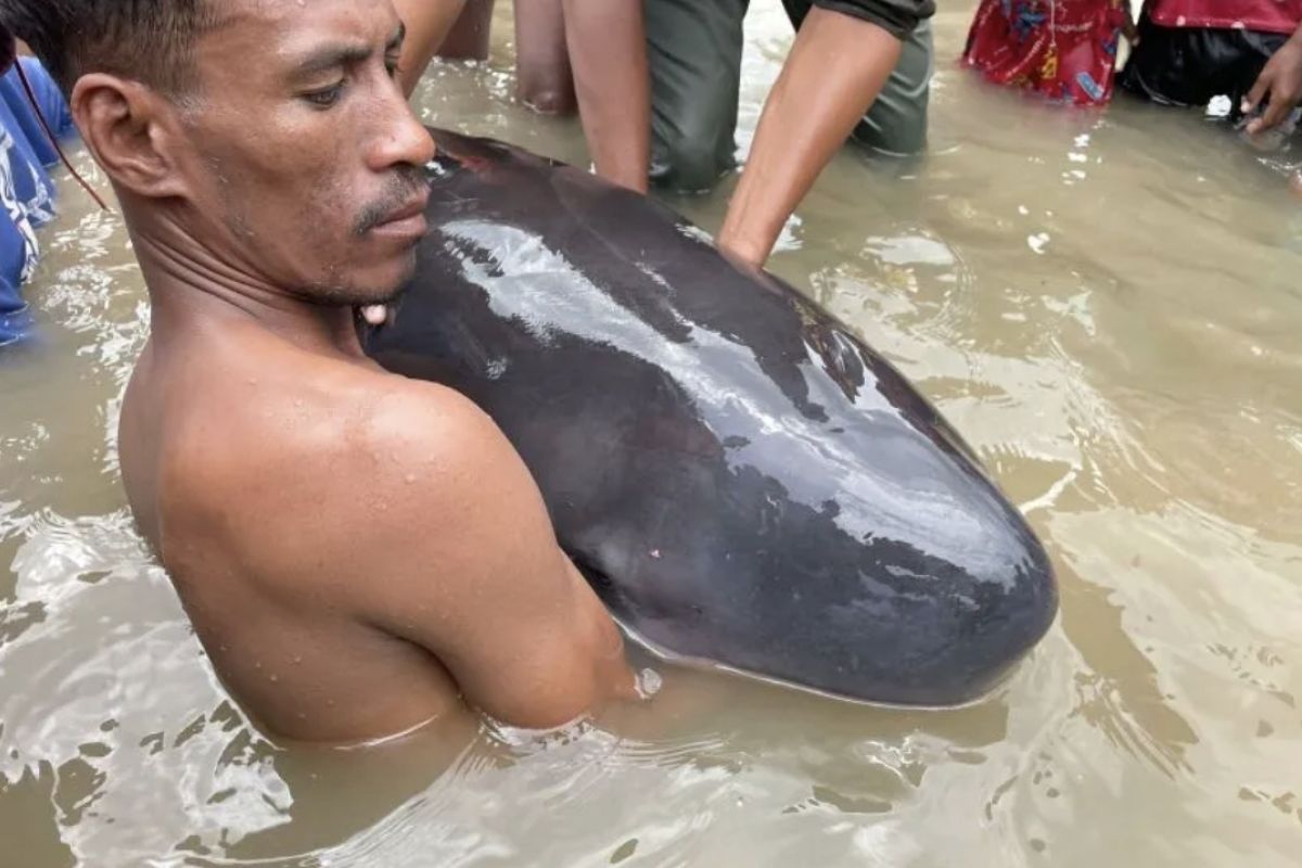 Kemarin, tindak lanjut RUU Kesehatan hingga paus terdampar