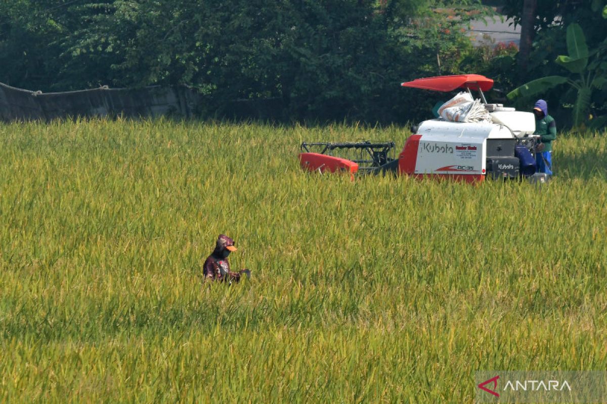 Strategi jitu agar sektor pertanian tetap produktif saat El Nino