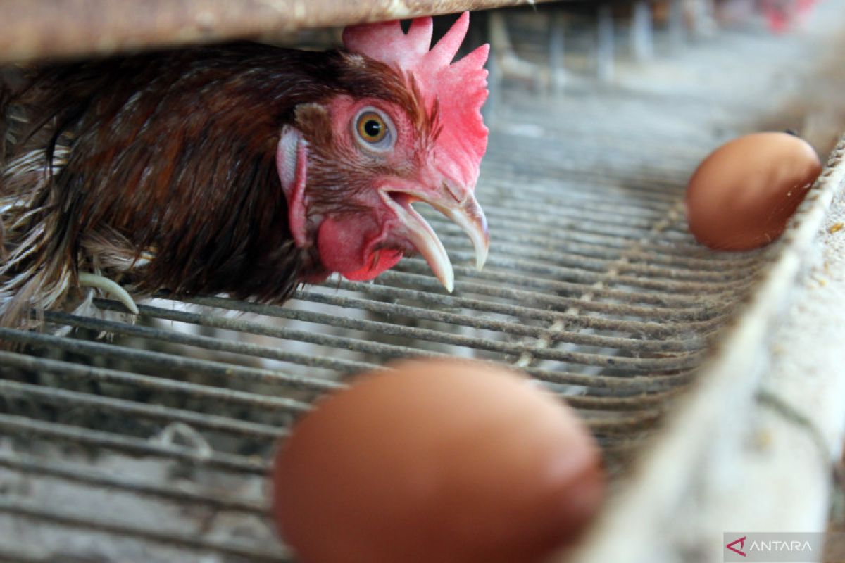 KPPU sebut nyaris tak ada lagi peternak ayam mandiri di Sumut