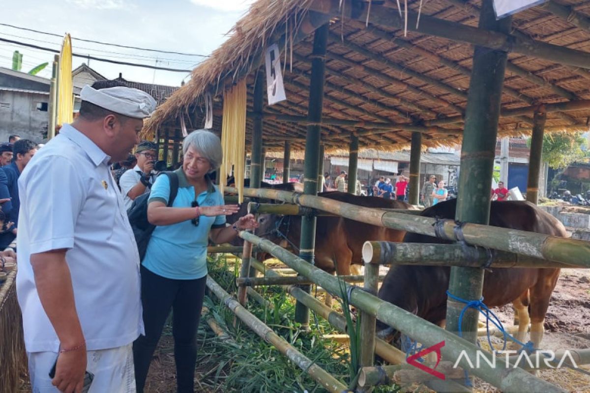 Lomba sapi Bali jantan bibit meriahkan HUT Kota Gianyar