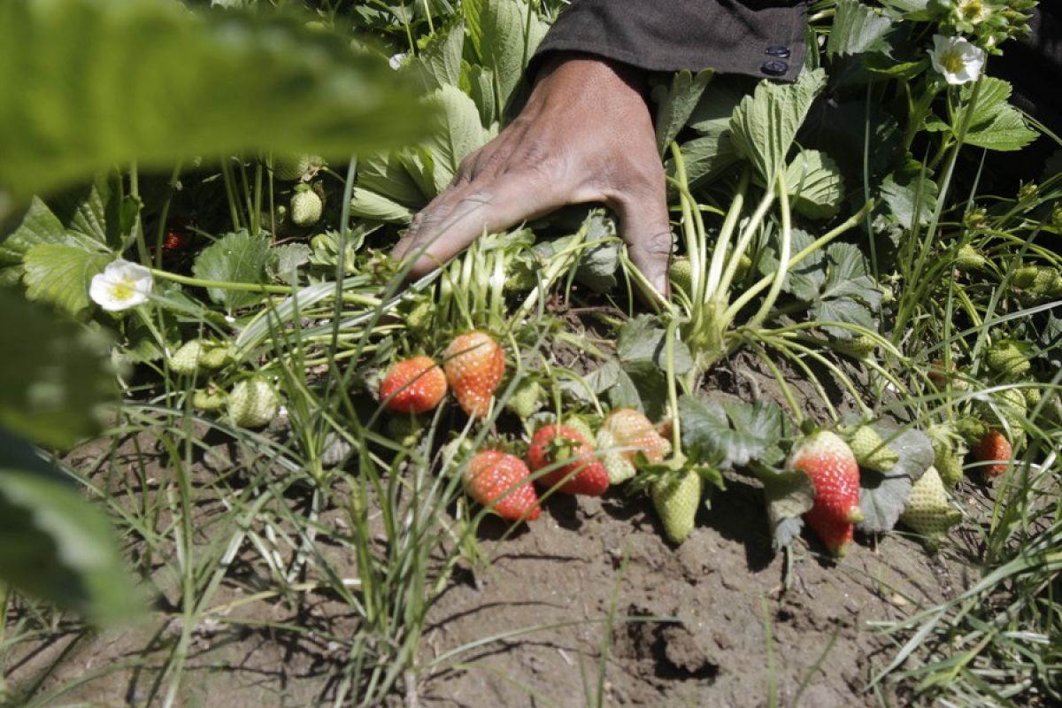 Menengok kesibukan petani saat panen buah stroberi di Afghanistan