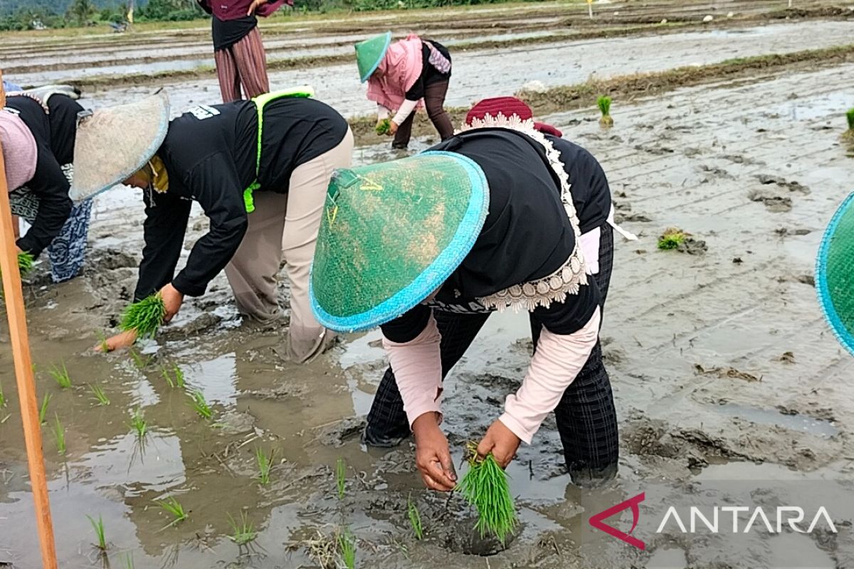 Nilai Tukar Petani Papua Barat naik 0,57 persen pada Maret 2023