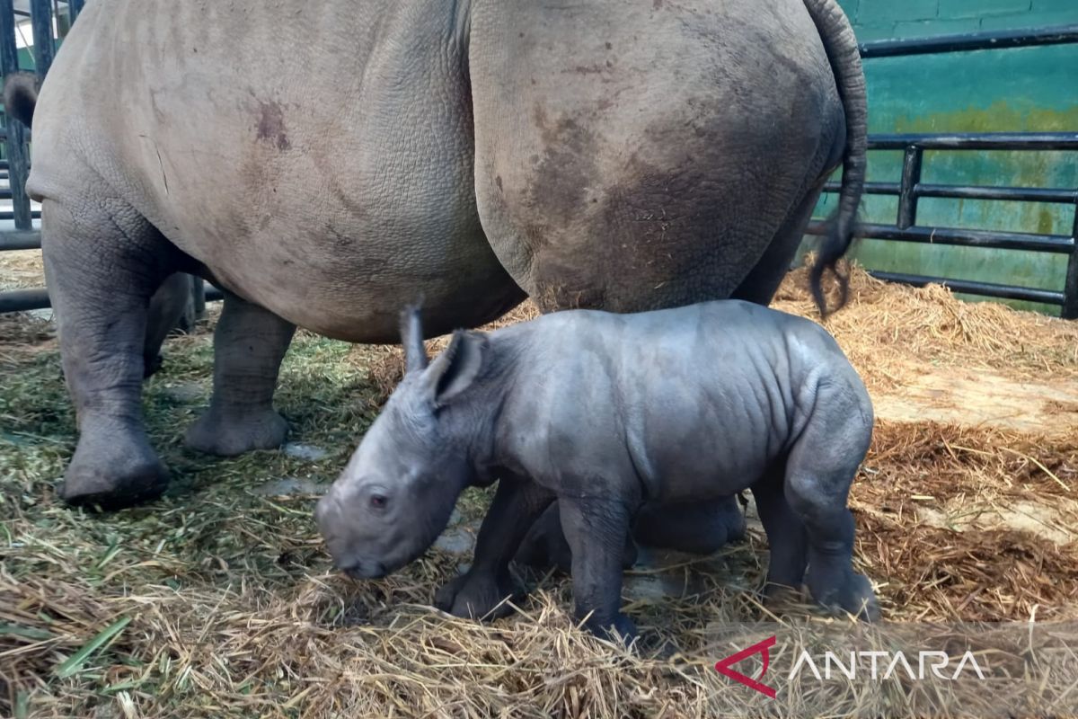 Anak badak putih di Taman Safari dinamai "Ramadani Jumat Agung"